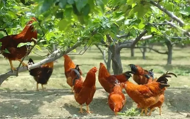 抓住這個風(fēng)口，青龍帶你在農(nóng)村年入20萬不是夢！